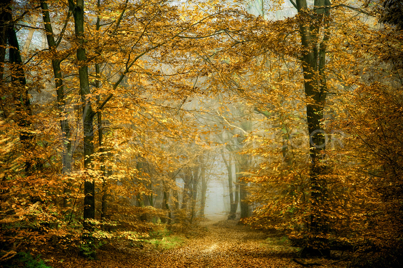 Lars Van De Goor Photography Art In Love With Fall