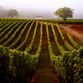 a walk through the vineyard II ~LICENSED~