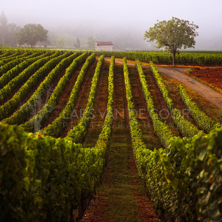 a walk through the vineyard II ~LICENSED~