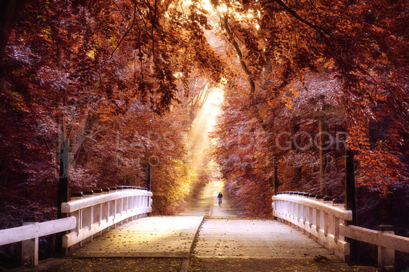 taking the bridge of light