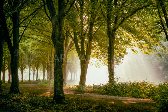 Amsterdam Forest